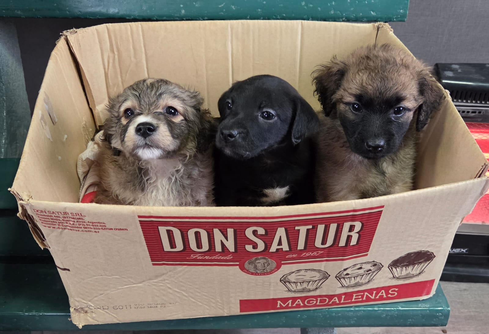 Perritos